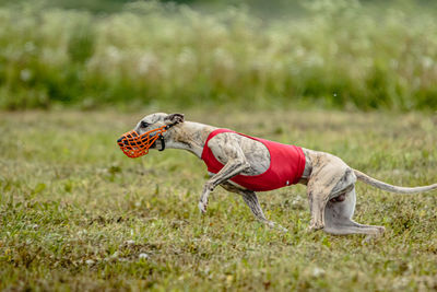 Whippet dog in red shirt running and chasing lure in the field on coursing competition