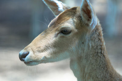 Close-up of a horse