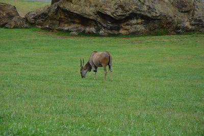 Antelopes grazing on field