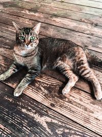High angle view portrait of cat on wooden floor