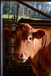 Close-up portrait of cow