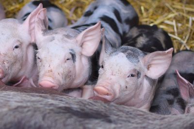 Close-up of piglets at barn