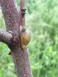 Close-up of snail on tree trunk