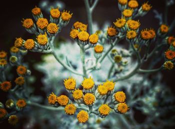 Close-up of yellow flowers