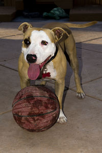 Playfull dog playing with a basketball.