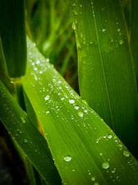 Close-up of raindrops on leaves