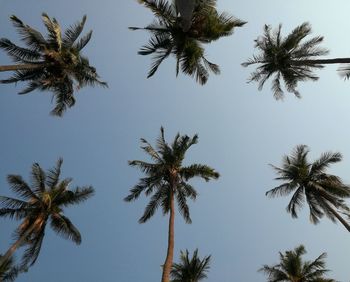 Low angle view of palm trees against clear sky