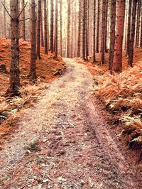 Road passing through forest