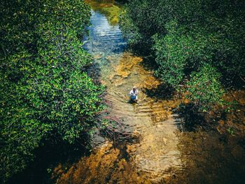 High angle view of plants in river