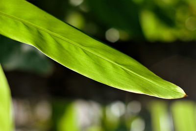 Close-up of fresh green leaves