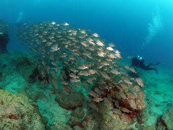 Aerial view of sea and swimming underwater