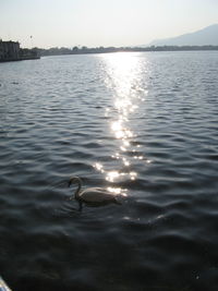 Swan swimming in lake