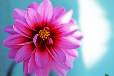 Close-up of pink dahlia