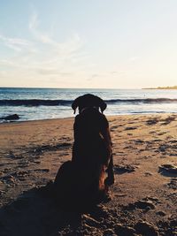 Dog sitting on beach