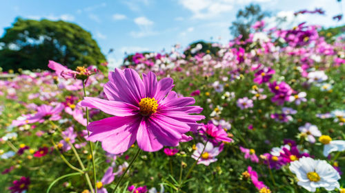 Close-up of pink cosmos flowers on field