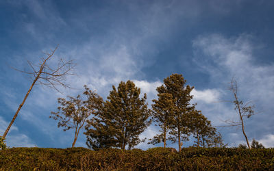 Low angle view of trees on field against sky