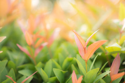 Blurry leaf background, red young leaves and buds of australian brush cherry plant in garden 