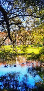 Scenic view of lake in forest