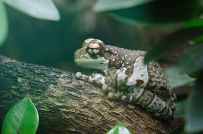 Close-up of a lizard on tree