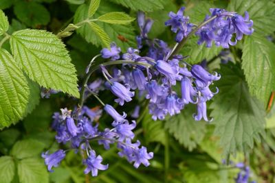 Close-up of purple flowers