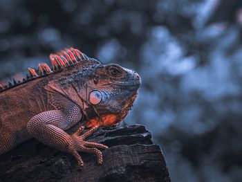 Close-up of lizard on rock