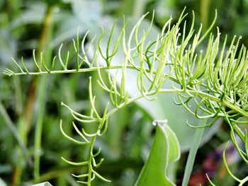 Close-up of grass