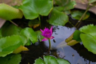 Close-up of water lily in pond