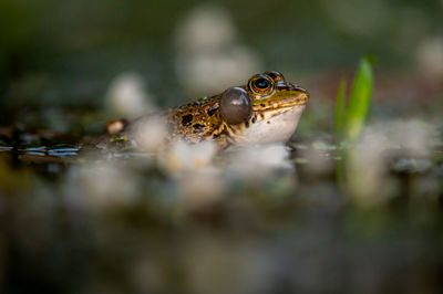 Close-up of frog