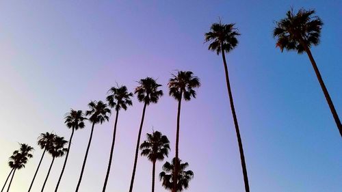 Low angle view of silhouette palm trees against sky