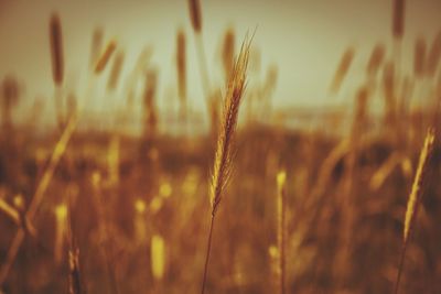 Close-up of wheat growing on field
