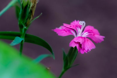 Close-up of pink flowering plant