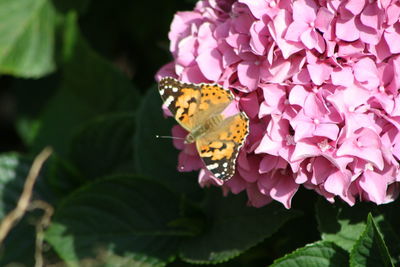 Close-up of butterfly pollinating on pink flower