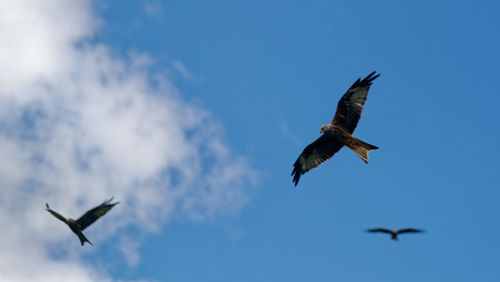 Low angle view of seagulls flying in sky