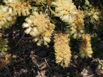 Close-up of flowers growing on tree