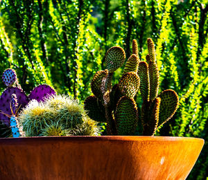 Close-up of succulent plant on field