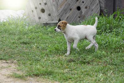 Dog looking away on field