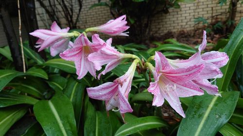 plant