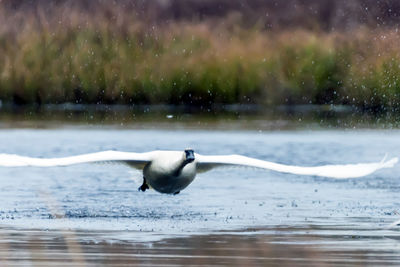 Bird in lake