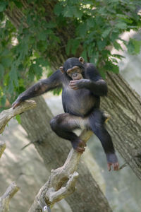 Close-up of monkey on tree