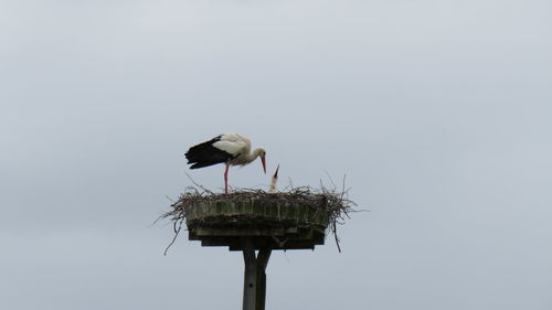 Low angle view of bird perching on nest against sky