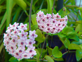 Close-up of pink flowers blooming outdoors