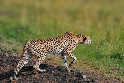 Side view of a cat on land