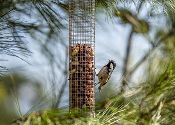 Close-up of bird feeder