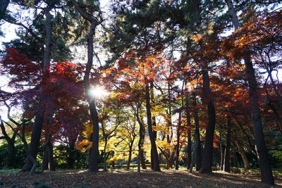 Trees in sunlight