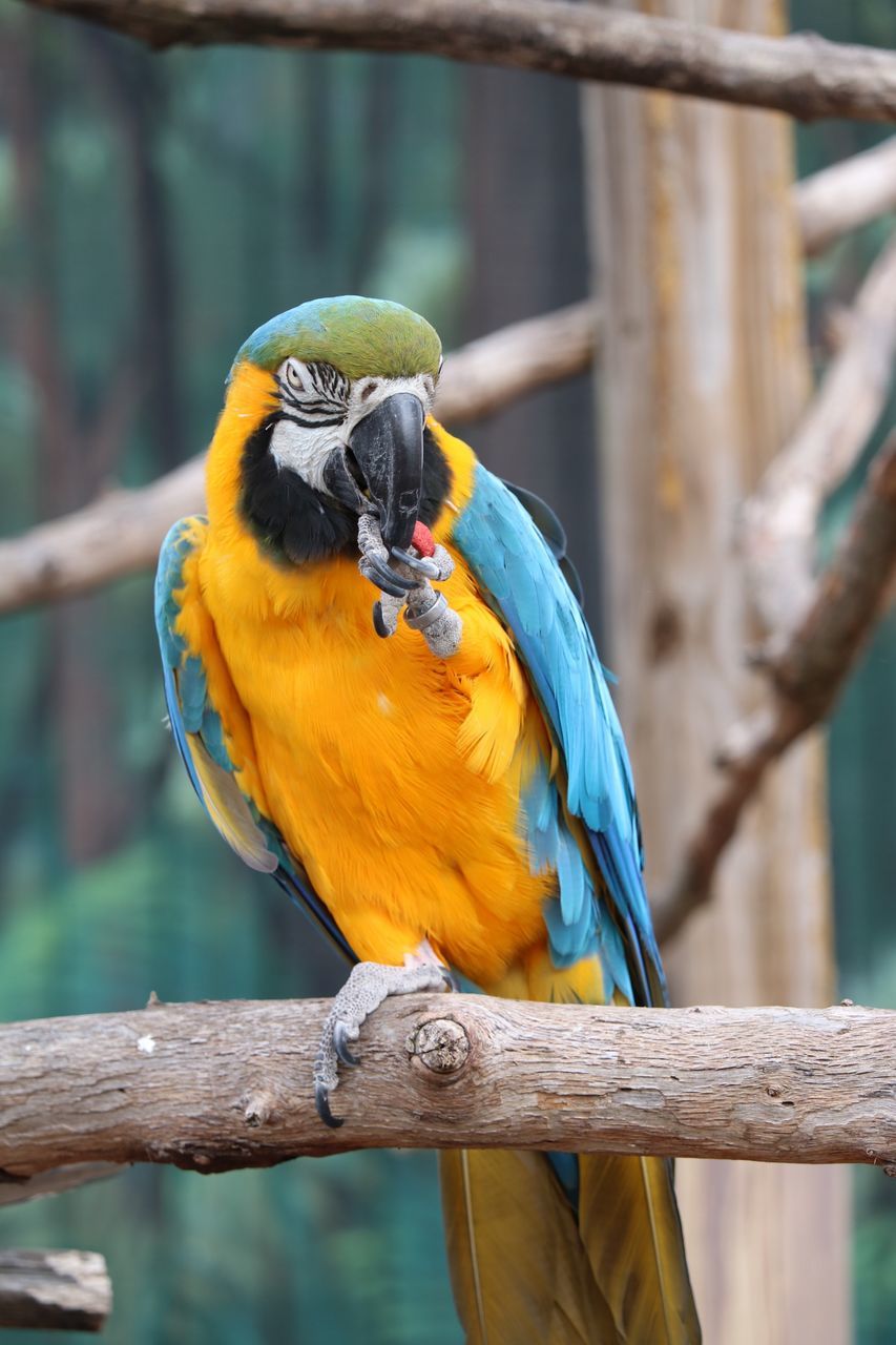 bird, vertebrate, animal themes, animal, perching, parrot, focus on foreground, animal wildlife, animals in the wild, one animal, branch, gold and blue macaw, macaw, tree, wood - material, close-up, day, no people, nature, yellow, outdoors