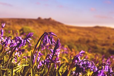 Close-up of purple crocus flowers blooming on field