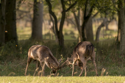 Full length shot of deers  against trees