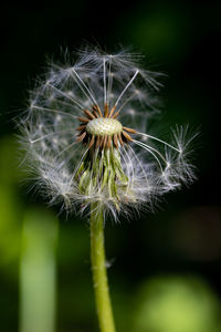 Close-up of dandelion against blurred background