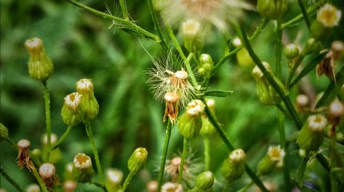 Close-up of thistle flowers