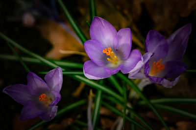 flowering plant